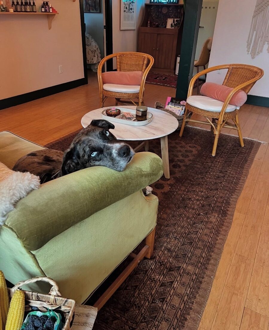 A very good dog in the Treat salon waiting area
