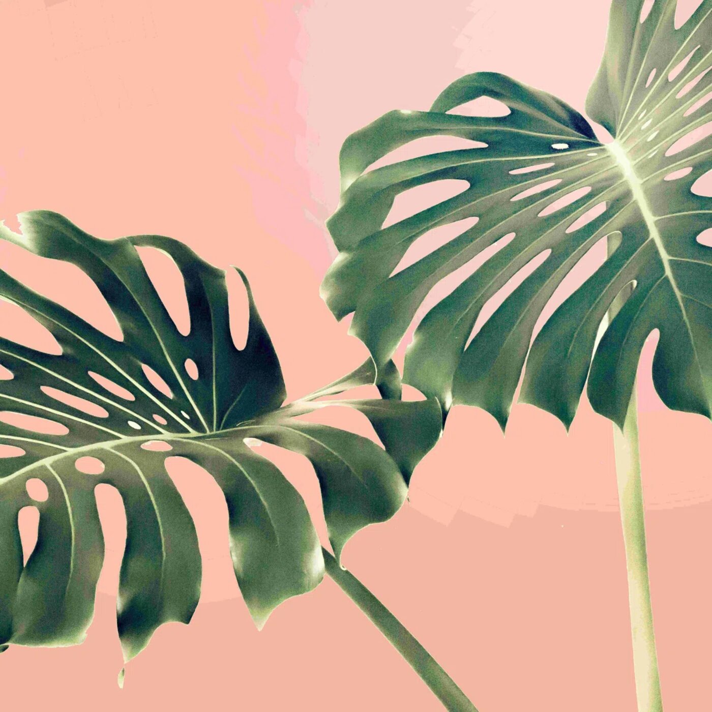 Monstera leaves — Treat salon Portland Oregon